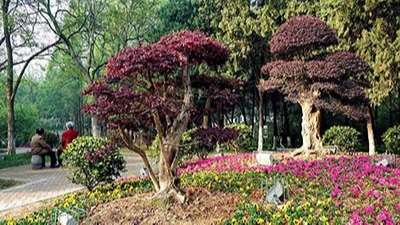 如何利用植物構(gòu)成園林景觀規(guī)劃設(shè)計(jì)的空間？