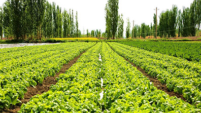 我國農(nóng)業(yè)生態(tài)園的發(fā)展趨勢(shì)