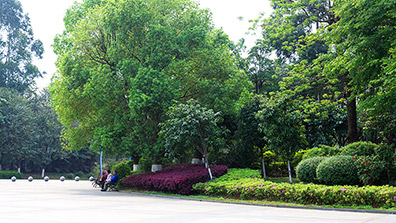 公園景觀設計中的植物配置策略